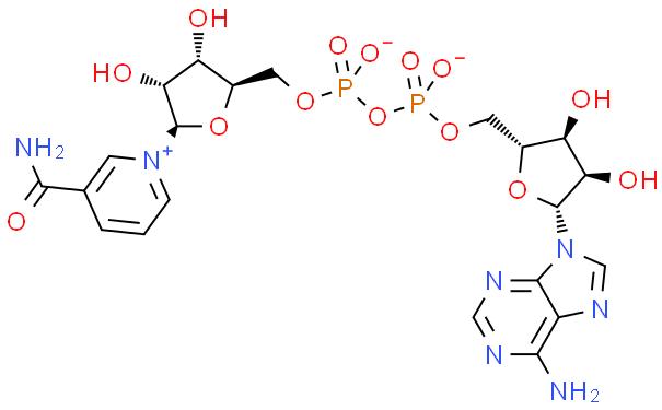 烟酰胺腺嘌呤双核苷酸
